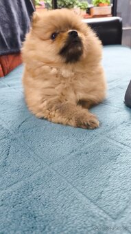 Pomeranian mini - fenka - 3