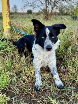Border collie psik - 3