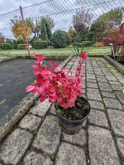 Predaj okrasnych drevin - 3