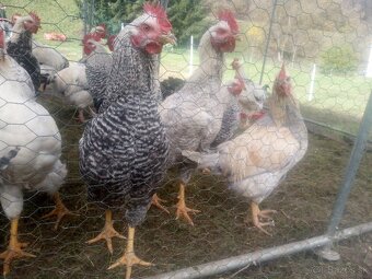 Mladé kohútiky - 3