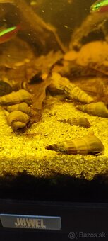 Slimák Brotia herculea +Gupky - 3