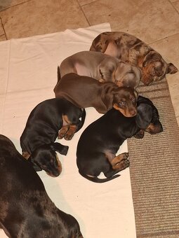 Kriytie jazvecik trpaslíci krátkosrstý - 3