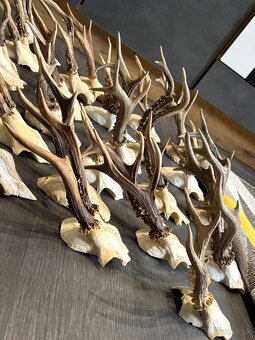 Parozie,parohy,paroh,zhody - 3