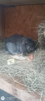 Francúzsky baran samica cca 2 roky - 3