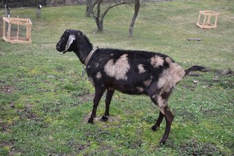 Predam podielove Anglonubijske kozy - 3