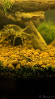 Krevetky Neocaridina Davidi mix zo selekcie - 3
