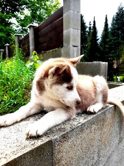 Sibirsky husky hasky - 3