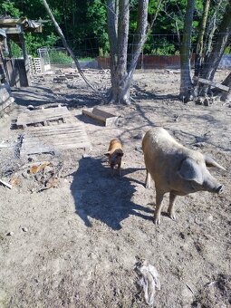 Mangalica - 3