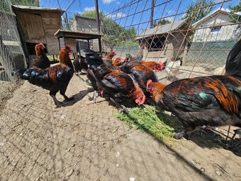 Marans kohút - 3