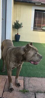 Krásny dvojročný bandog - 3