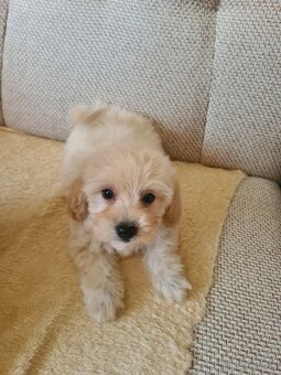 Maltipoo - 3
