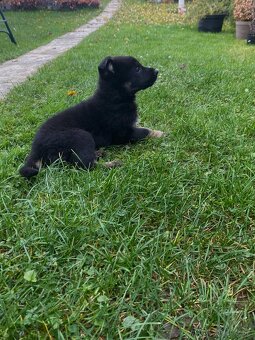 Nemecký ovčiak-šteniatka - 3