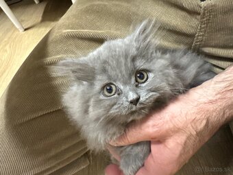 Predám britské dlhosrsté mačiatka - 3