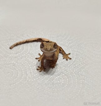 Pagekon riasnaty - 3