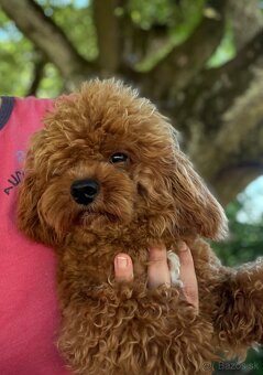 Maltipoo červený - 3