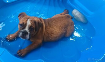 Anglický bulldog - 3