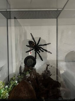 Pavúk / vtáčkar Psalmopoeus irminia - 3