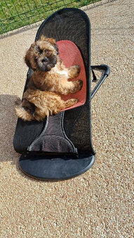Prodám štěňata Lhasa Apso - 3