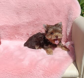 Yorkshire terrier - 3