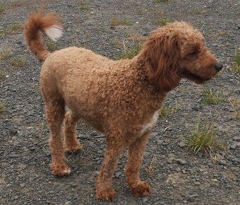 Cavapoo 1,5 rok starý - 3