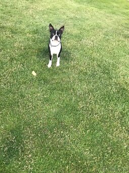 Boston,Bostonský teriér,Boston Terrier s PP - 3