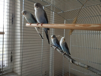 predám andulky čiernokrídle - 3