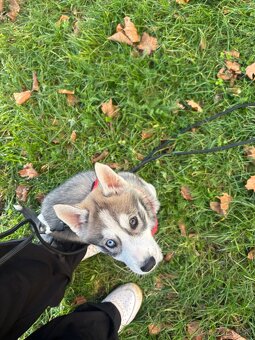 Predám šteniatko - 3