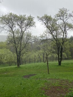 Predám ovocný sad - 3