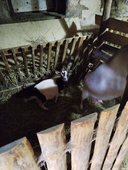 Predám malé kozliatka... - 3