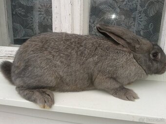 11 mesačne pripustene samice na predaj - 3