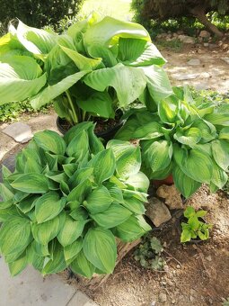 Hosta veľká, šírka až 100cm... - 3
