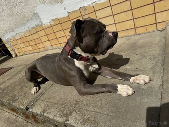 American Bully - 3