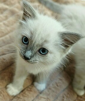 Ragdoll - 3