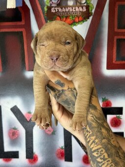 American Bully Xl - 3