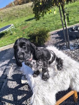 Anglický kokeršpaniel šteniatko - 3