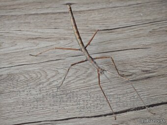 Pakobylka rožkatá - Medauroidea extradentata - 3