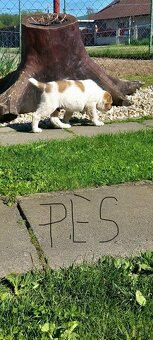 stredoázijský ovčiak s PP FCI - 3