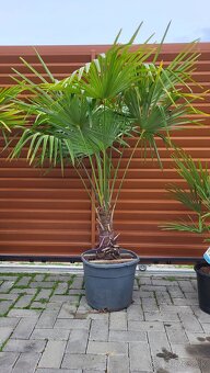 Trachycarpus Fortunei - 3