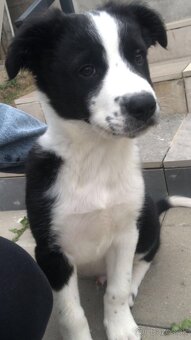 Predávam tohto krásneho psíka - 3