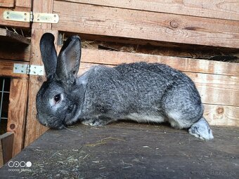 Samica Činčila veľká - 3