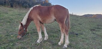 Chladnokrvný žrebec - 3