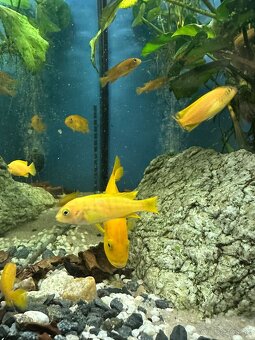 Predám Cichlidy - Pseudotropheus saulosi - Vlastný chov - 3