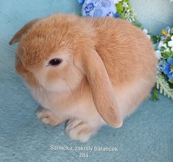 Zakrslý baranček s VP samička žltá - 3