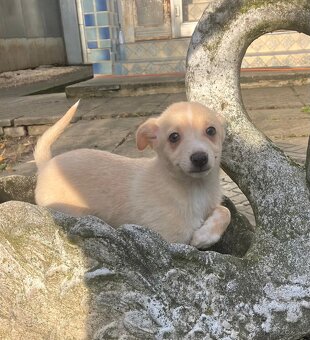 Taliansky chrtik x civava - 3