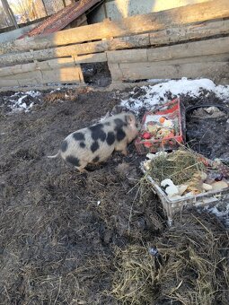 Vietnamské prasce - 3