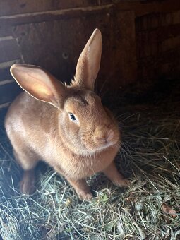 burgundský králik - 3