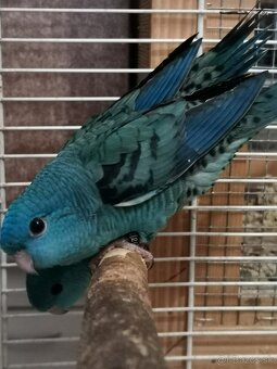 Aymara pruhovana - 3