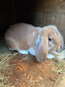 Francúzsky baran - 3