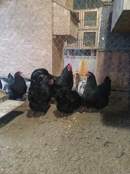 Násadové vajcia - 3