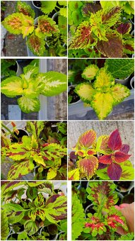 Koleus coleus africká okrasná žihľava - 3